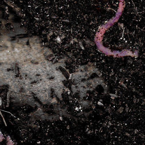 worm