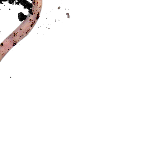 worm